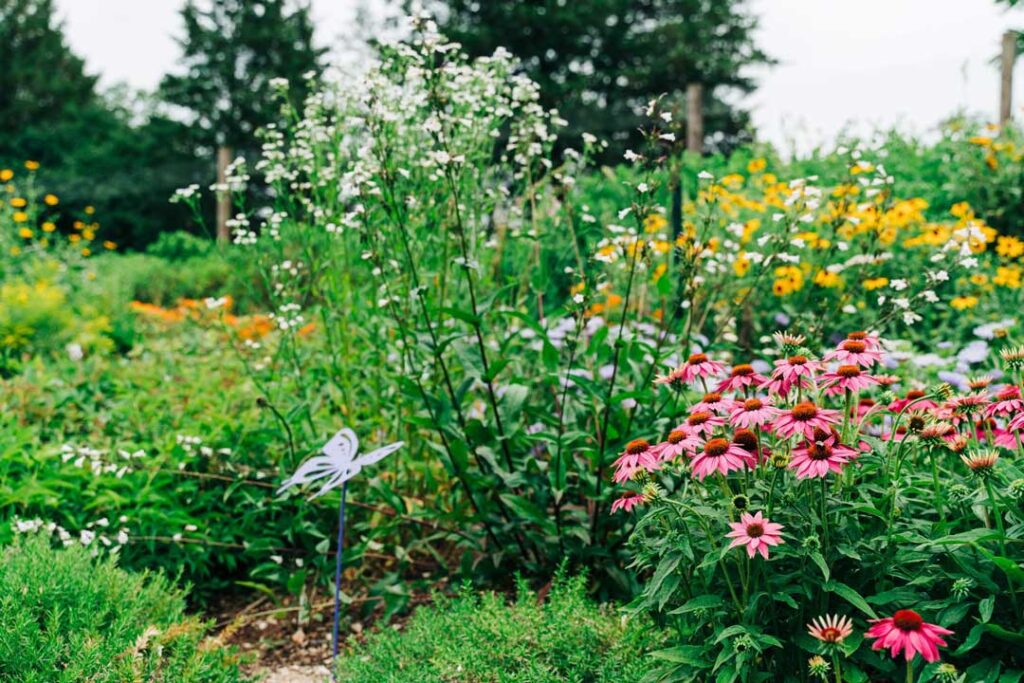 2023 06 Native Butterfly Garden 103