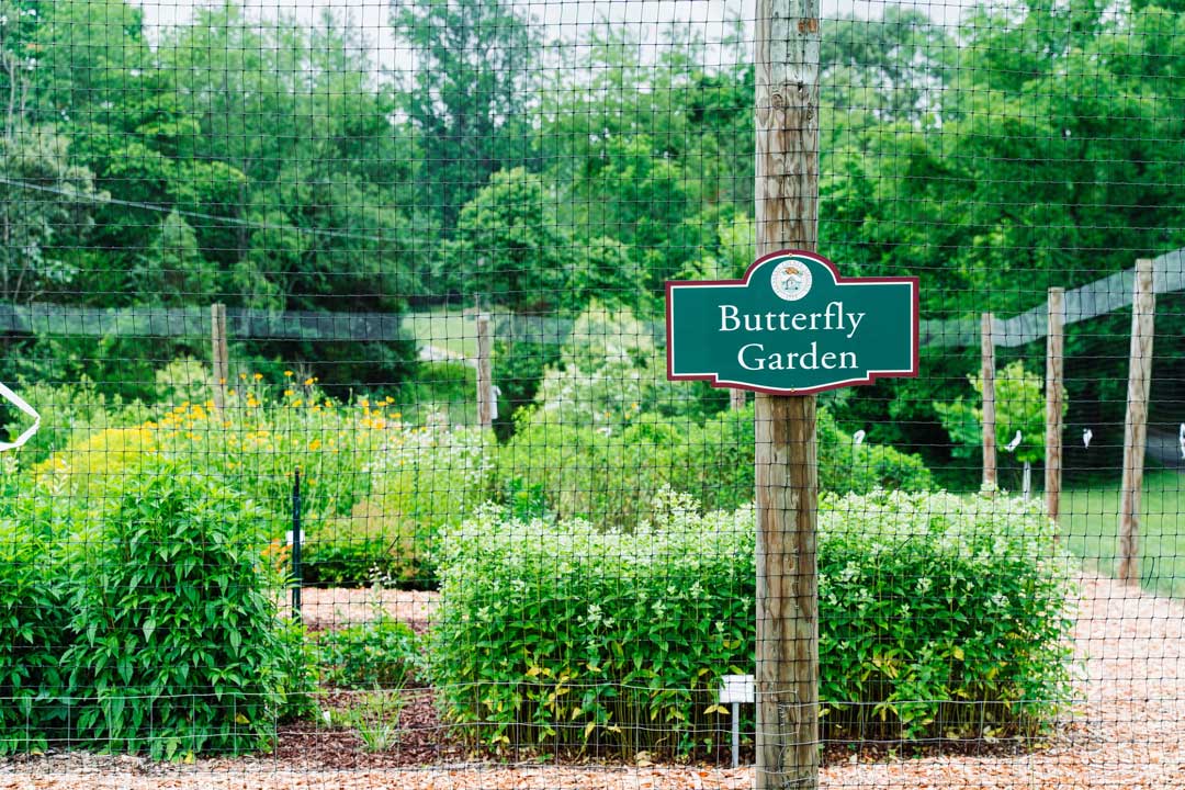 Outdoor Fun 1 Butterfly Garden