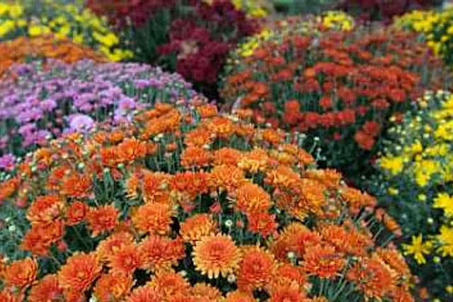 Agribusiness 10 Garden keepers of virginia