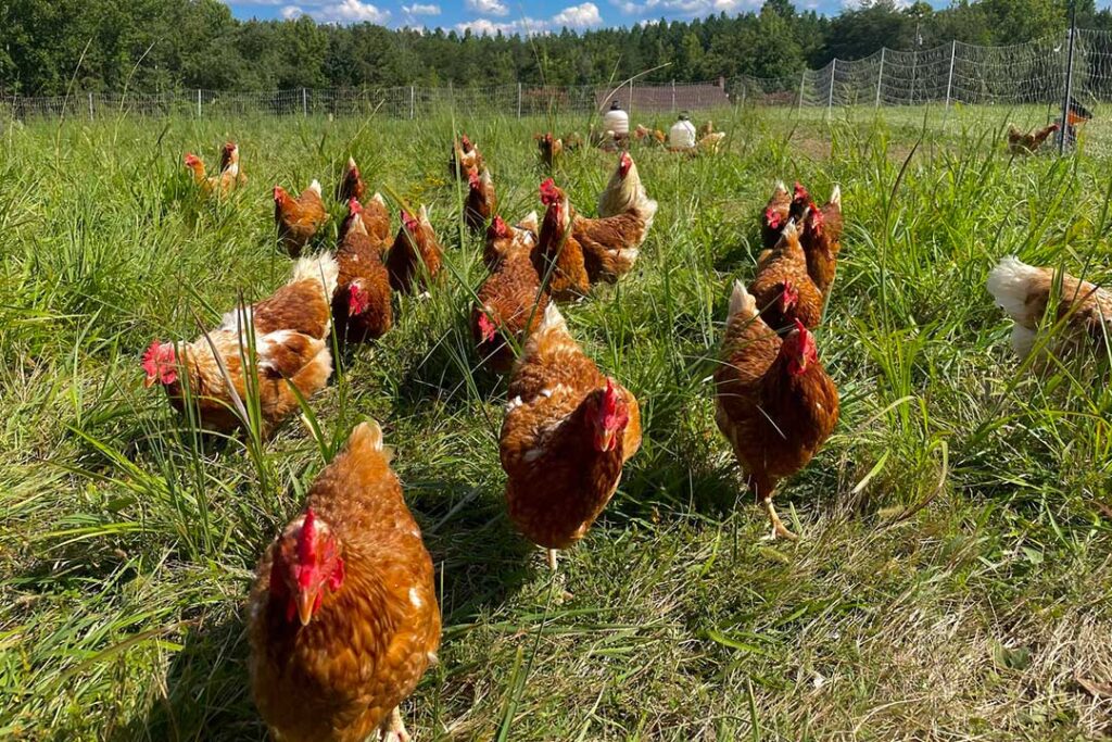 Agribusiness 7 Salt and Pepper Farm